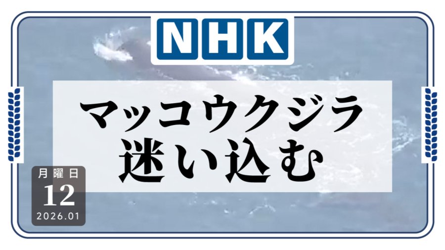 「回去吧！抹香鲸搁浅浅滩，引导后安全归海」-moji辞書